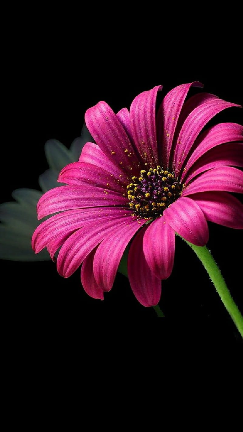 Good day sies, daisy, pink, purple, flower, stem, black, garden, love, HD phone wallpaper