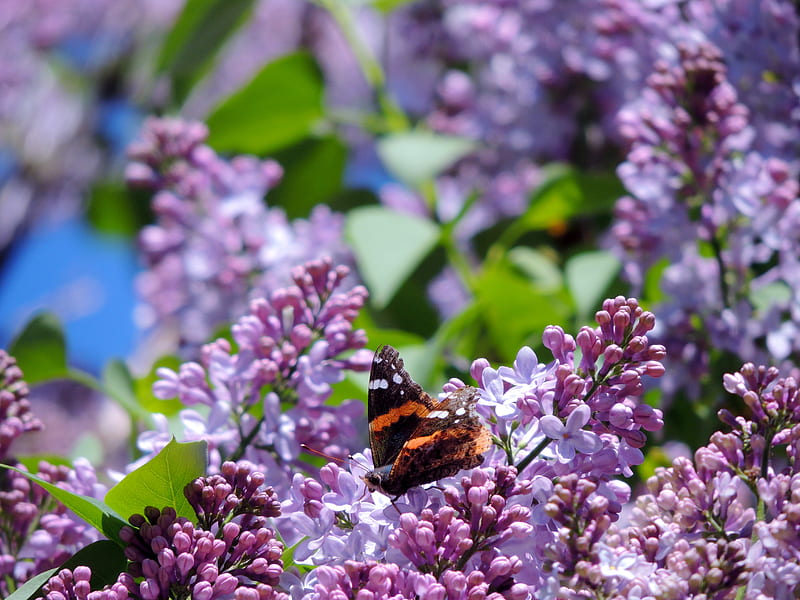 Nestled On Lilacs, Spring, graphy, Nature, Butterfly, Lilacs, HD wallpaper