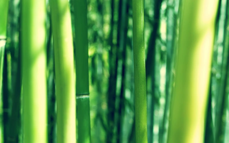 bamboo, HD wallpaper