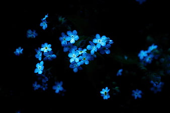 blue flowers black background