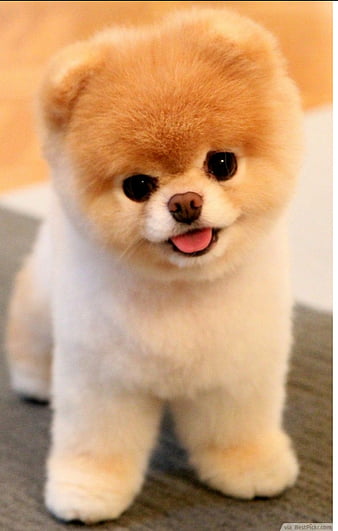 45 Cute Dog Wallpapers  Wallpaperboat