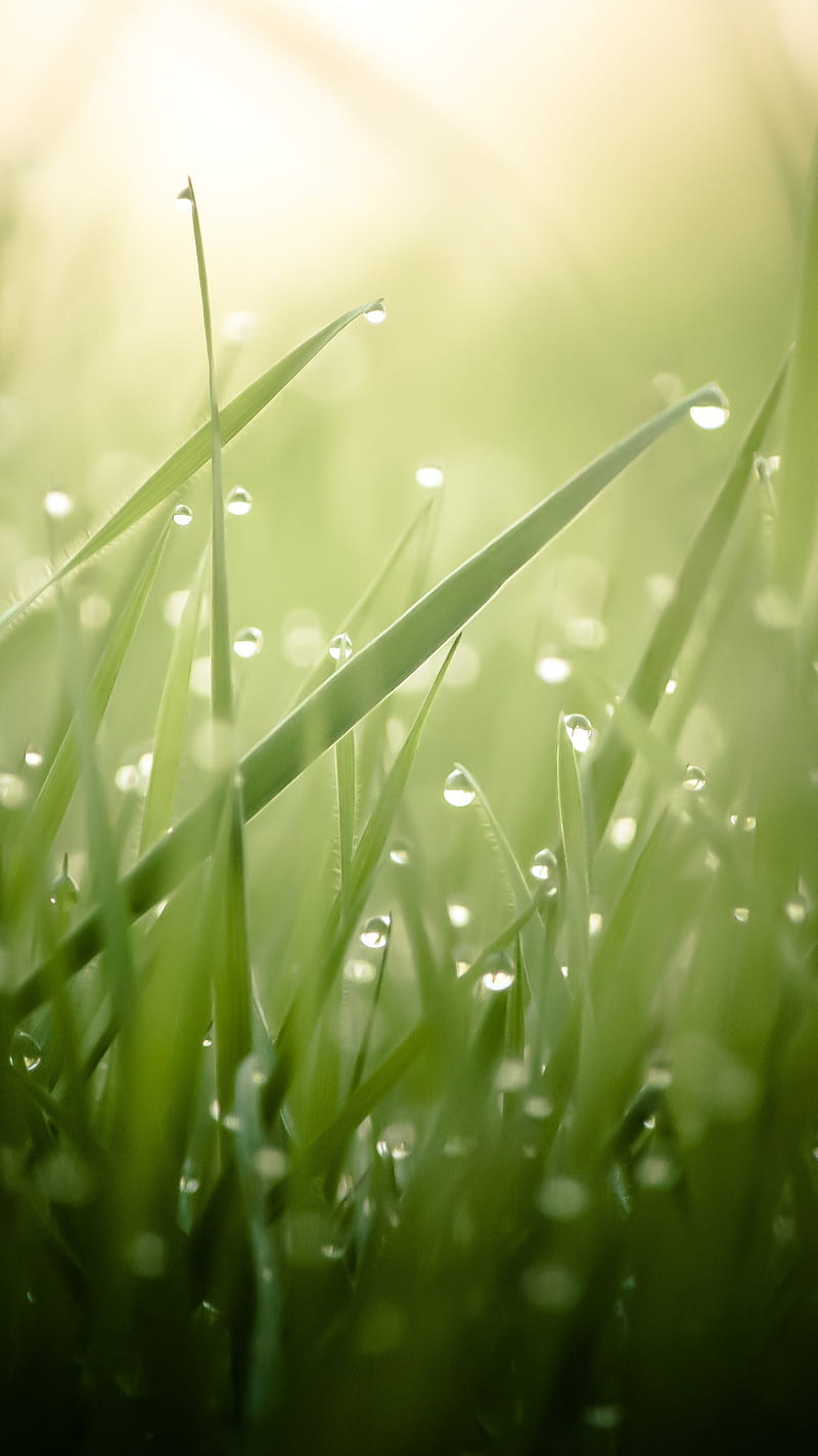 Premium Photo | Drops of morning dew on green grass. nature wallpaper
