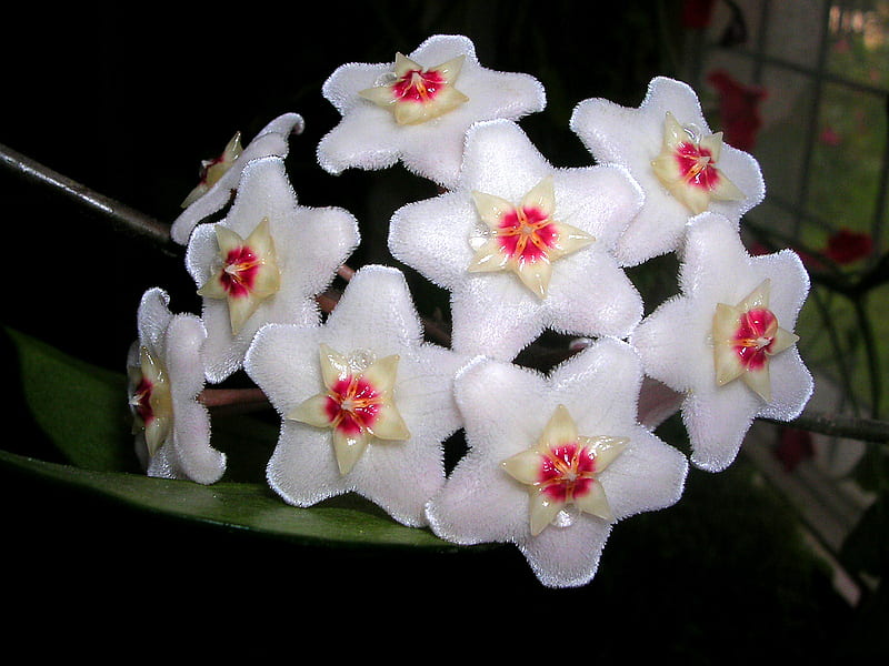 Hoya carnosa (Wax Flower), wax, wax flower, hoya carnosa, asclepiad, pink, hoya, hairy, HD wallpaper