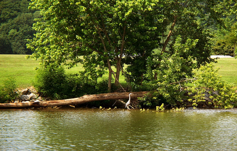 Cumberland River, water, bird, heron, summer, river, trees, HD wallpaper