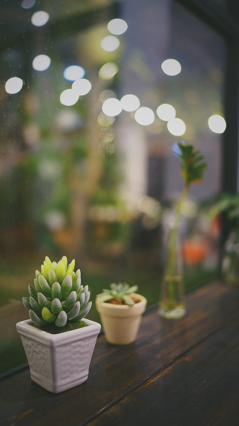 succulent, plant, pot, glass, macro, HD phone wallpaper
