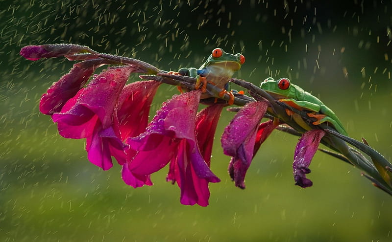 Frogs, red, frog, green, water drops, flower, rain, pink, animal, HD wallpaper