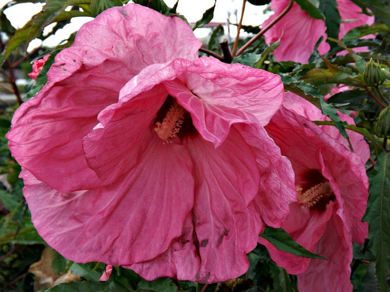 Pink Hibiscus, flower, petals, pink, hibiscus, HD wallpaper | Peakpx