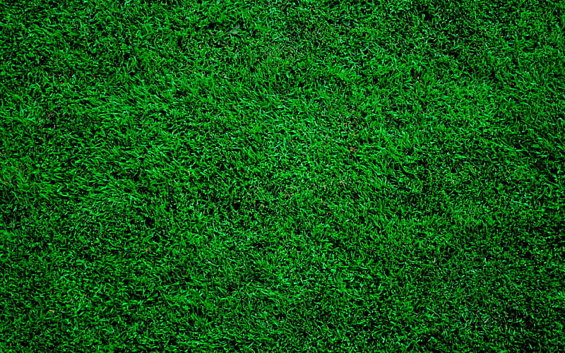 green grass texture, close-up, green grass, green backgrounds, grass textures, macro, grass from top, grass background, HD wallpaper