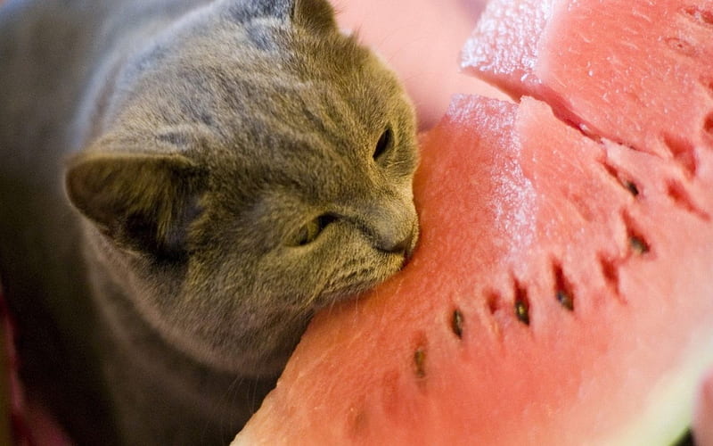 So hungry! :D, fruit, red, watermelon, summer, funny, cat, animal, HD wallpaper