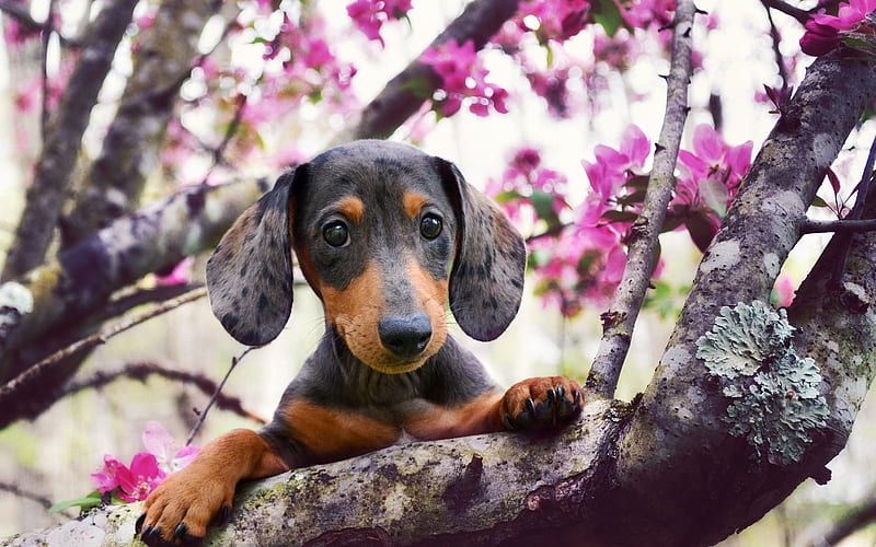 Dachshund Dog, spring, pets, dogs, muzzle, cute animals, Dachshund, HD wallpaper