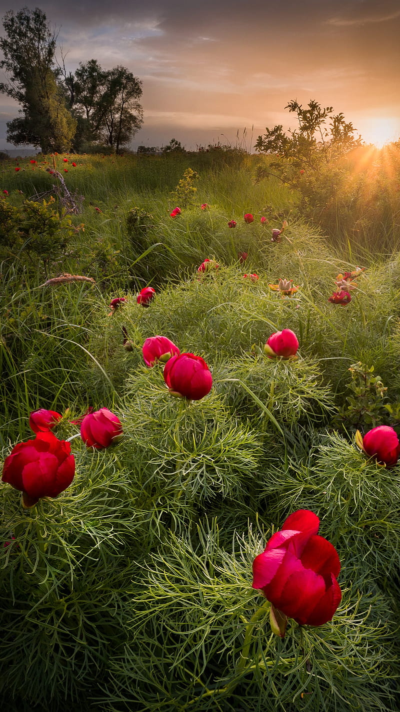 Peonies morning, nature, red flowers, sun, sunrise, wild peonies, HD phone wallpaper