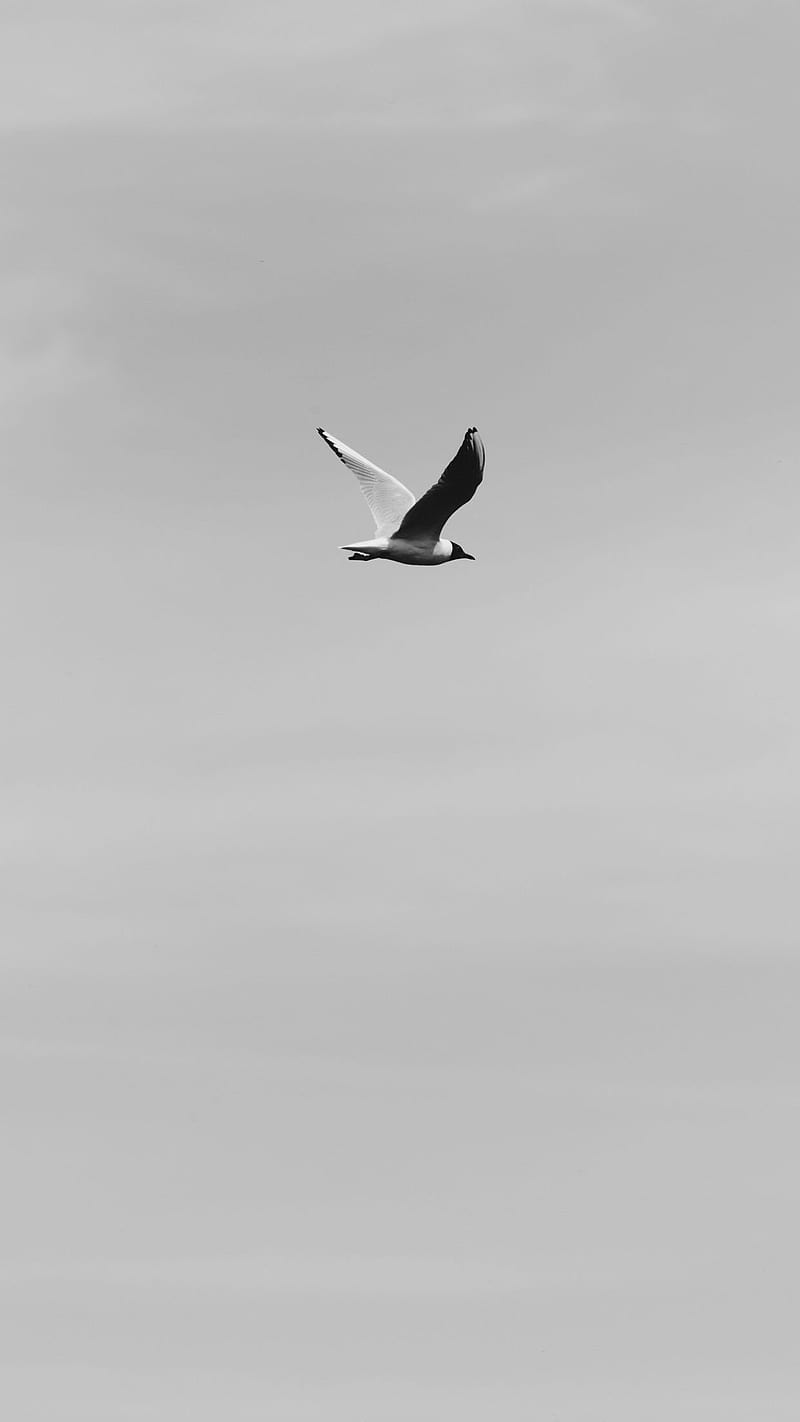 sky bird fly , mast, HD phone wallpaper