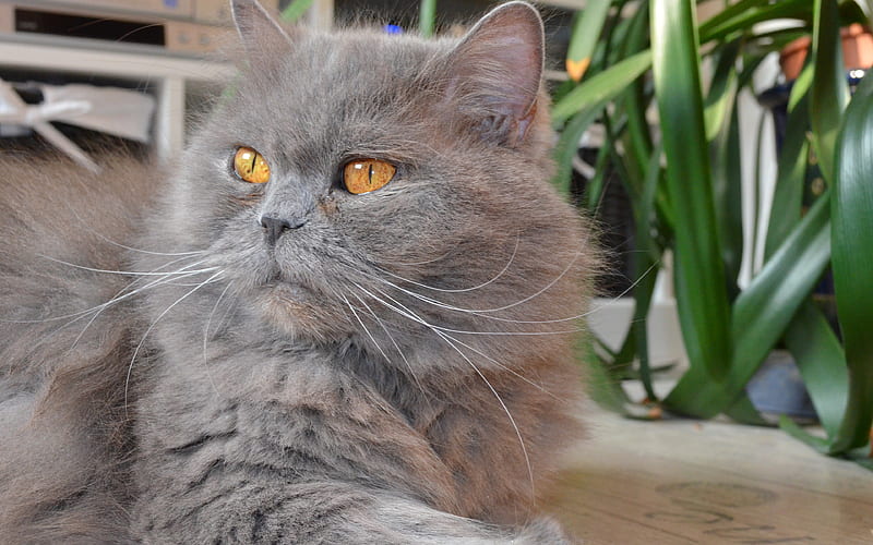British Semi-longhair fluffy cat, cute animals, cats, gray cat, HD wallpaper
