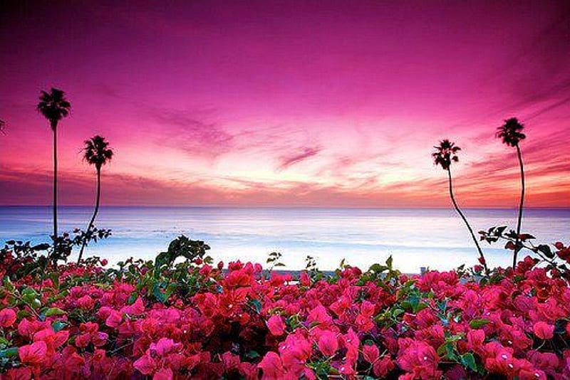 Pink sunset on the beach, beach, sunset, nature, pink, HD wallpaper