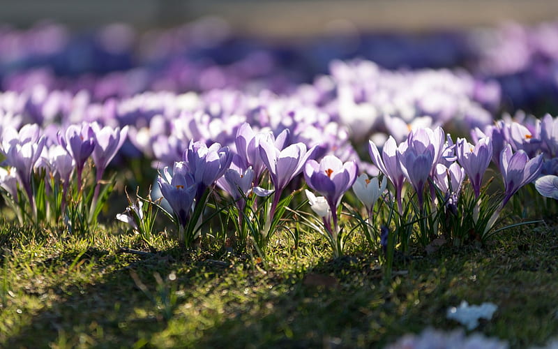 purple crocuses, morning, sunrise, spring flowers, grass, purple flowers, HD wallpaper