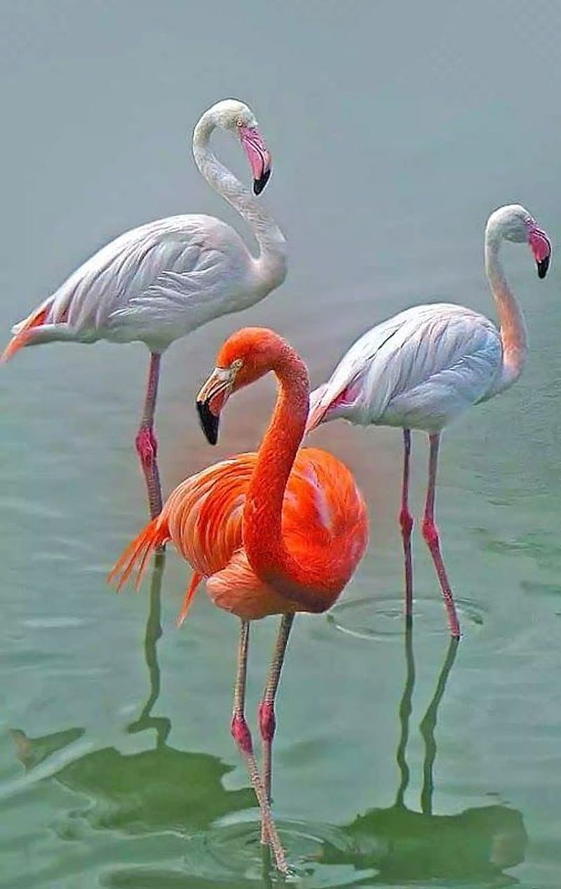 flamingos, bird, pink, HD phone wallpaper