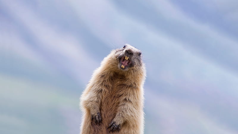 Animal, Marmot, HD wallpaper