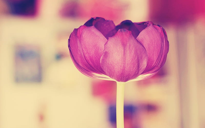 tulip flower stem bud-, HD wallpaper