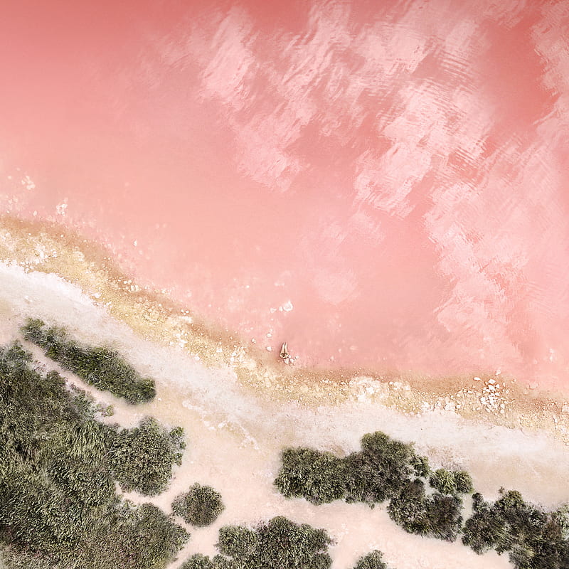 iOS 12 Ocean Rose , ios, iphone, rose, rose gold, 2018, apple, sea, oficial full, HD phone wallpaper