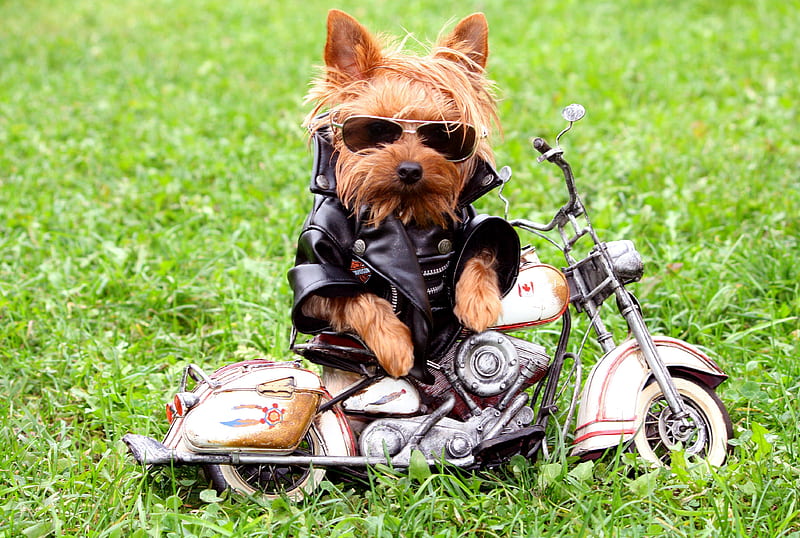 Biker Doggy, motor, grass, bikers, bikes, pets, animal, york, trawa, puppies, cool, okulary, motorcycles, bike, animals, dogs, dog, HD wallpaper