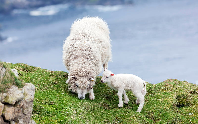 Grassland Sheep Scotland 2021 Bing, HD wallpaper