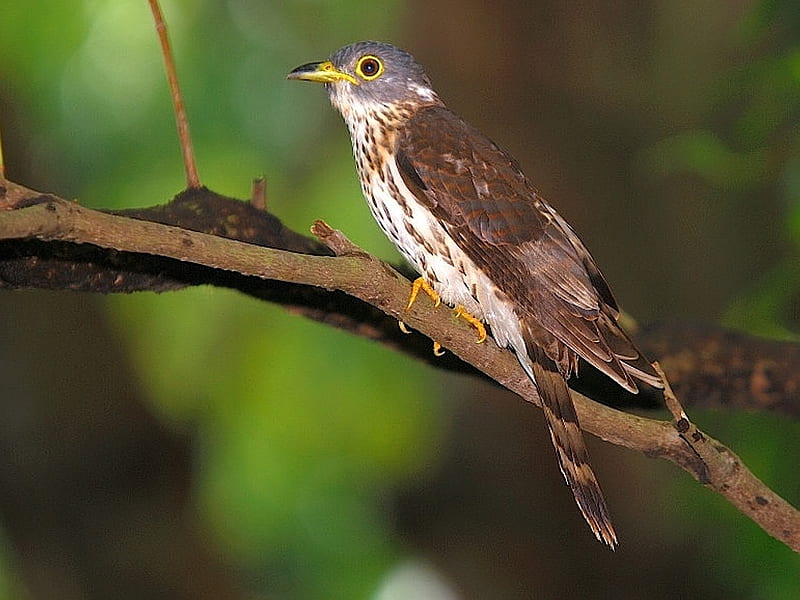 Malayan Hawk Cuckoo, cuckoo, hawk, bird, malayan, HD wallpaper