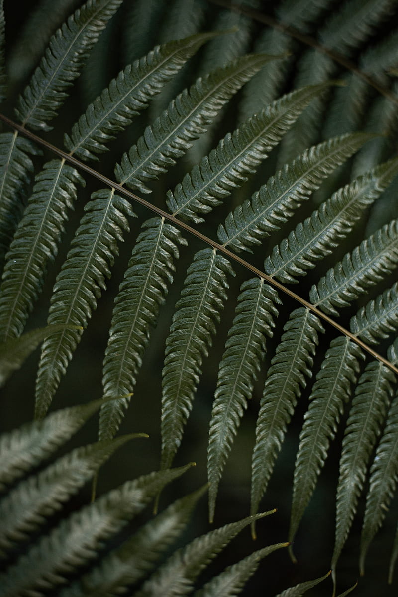 fern, leaf, plant, macro, green, HD phone wallpaper