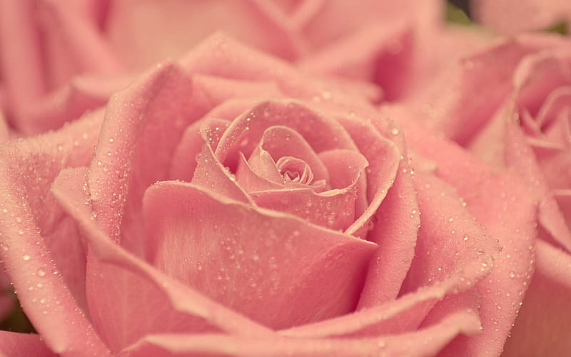 pink roses, flowers, rose, bud rose, rosebud, troyanda, HD wallpaper