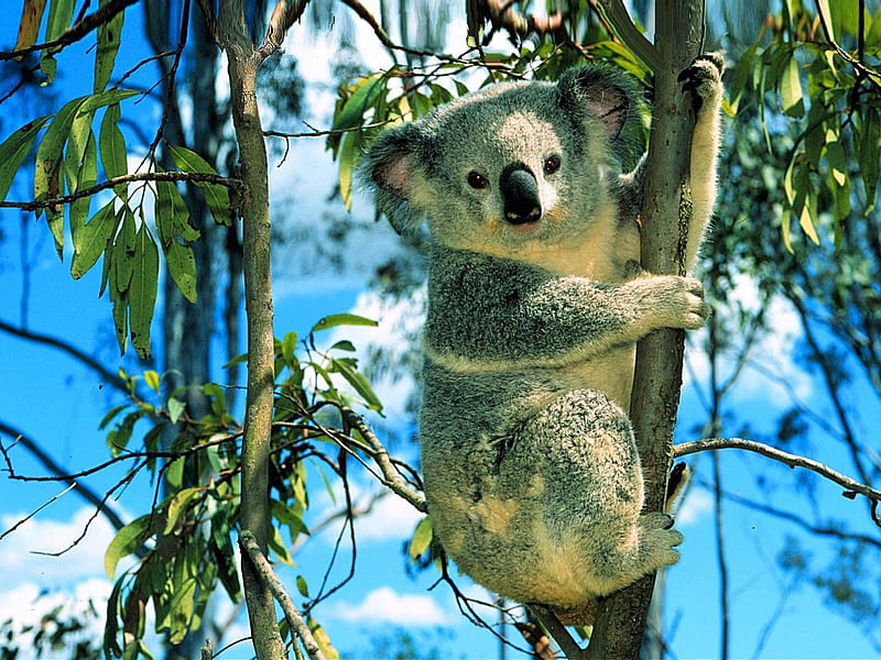 My Name is Casper, australia, bear, casper, koala, HD wallpaper