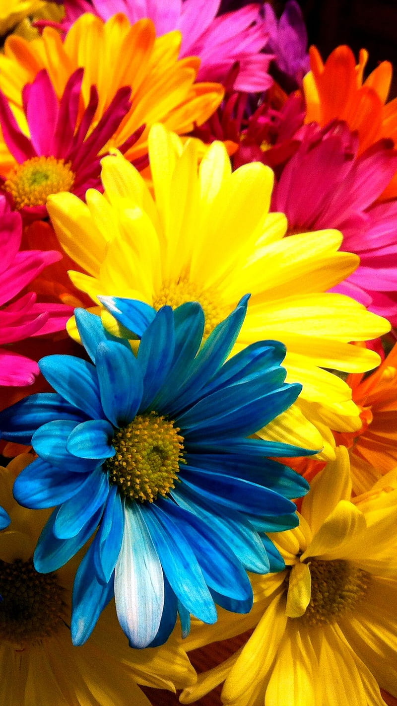 Flowers, bonito, best, blue, coll, colors, flower, love, new, super ...