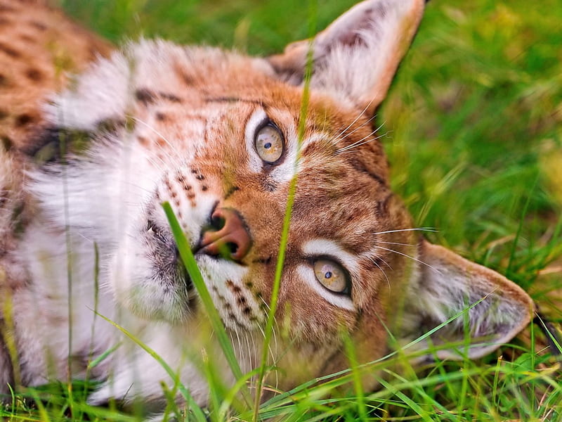 Lynx lying in grass, endangered, hardy, brave, bonito, HD wallpaper