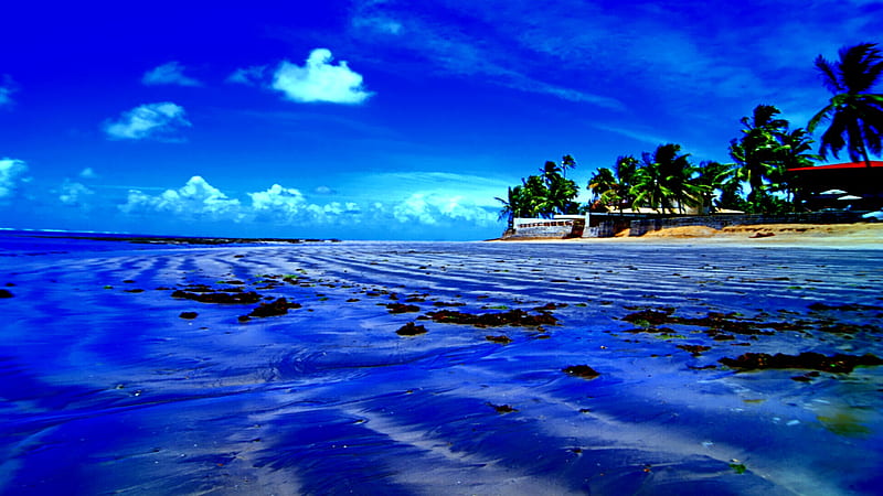 Blue Remain, beach, seaweeds, tree, chalets, sea, blue, HD wallpaper