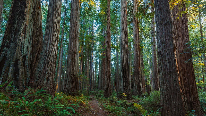Prairie Creek Redwoods State Park, Santa Cruz Redwoods, HD wallpaper