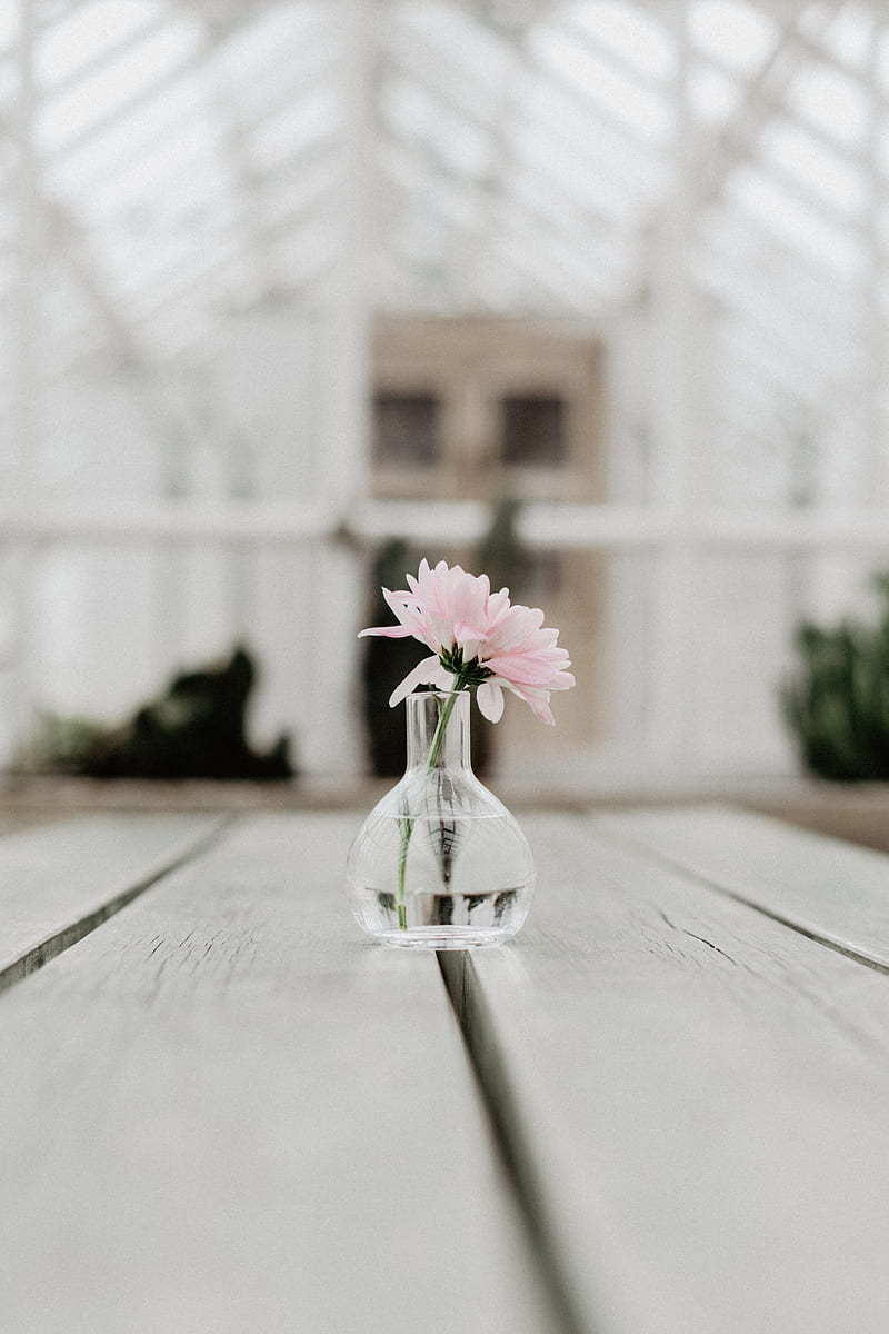 flower, pink, vase, glass, HD phone wallpaper