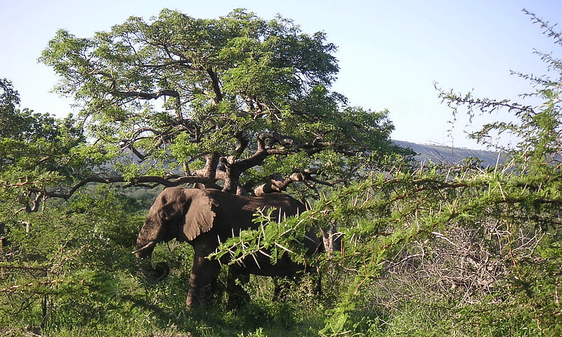 African elephant (Loxodonta africana) habitat, african elephant, ecology, nature, loxodonta africana, HD wallpaper