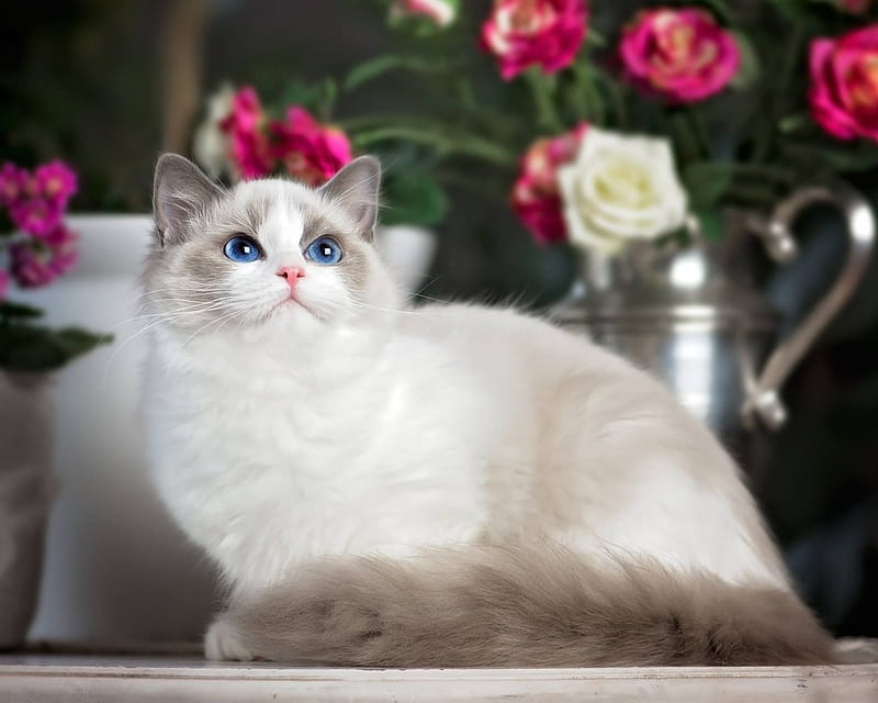 Blue Eyes Kitten, look, ragdoll, flowers, cat, kitten, blue eyes, animal, HD wallpaper