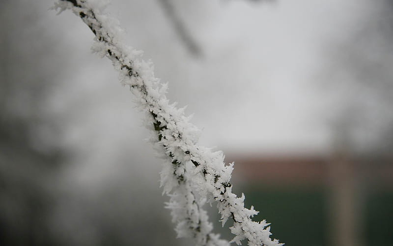 frozen branch-Winter snow scenes, HD wallpaper