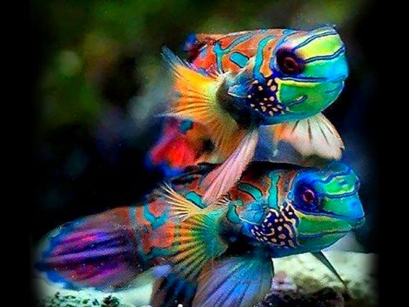 Brightly Colored Fish, color on black, wonderful nature, nature, album, Cheese Burger, HD wallpaper