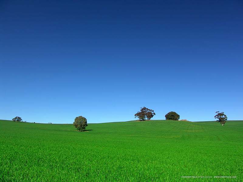 GREEN FIELD, farm, crops, field, HD wallpaper
