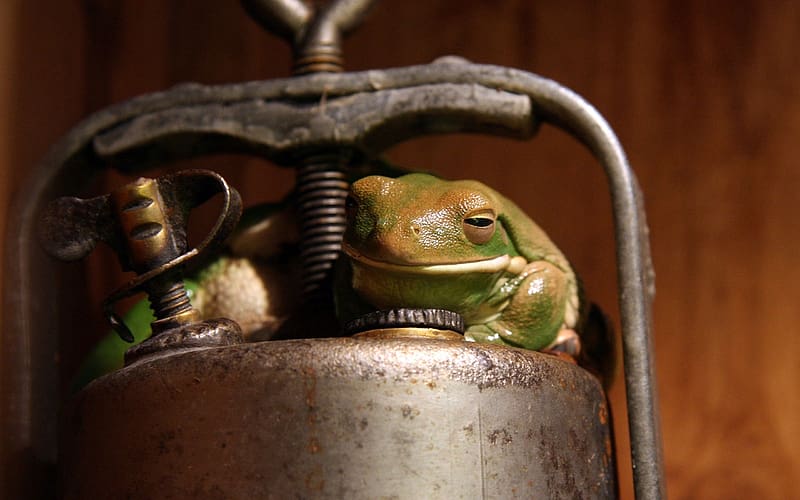 Frogs, Animal, Frog, HD wallpaper | Peakpx