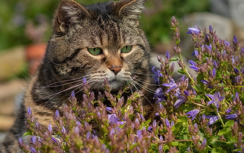 American Shorthair cat, green eyes, cat in flowers, wild flowers, lovely belly, big cat, HD wallpaper