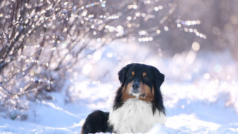 Black Brown White Dog Is Sitting On Snow In Bokeh Background Dog, HD wallpaper