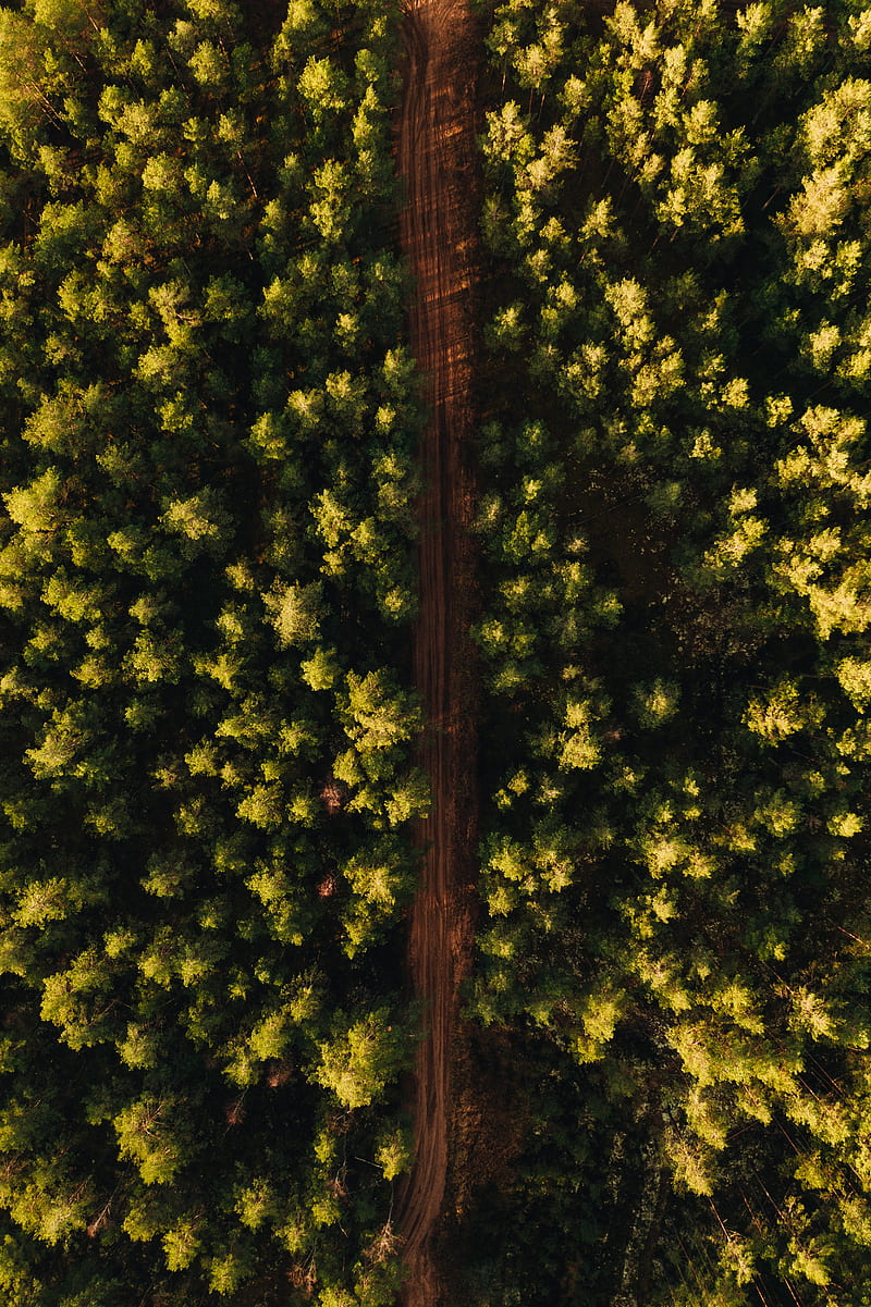 road, forest, aerial view, trees, green, HD phone wallpaper