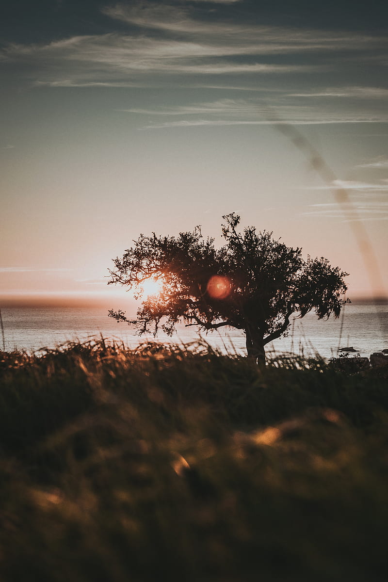 tree, glare, sun, sunset, HD phone wallpaper