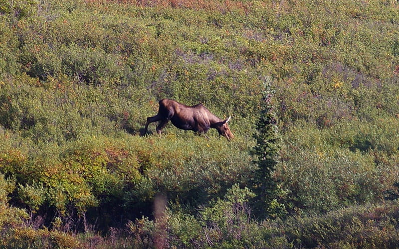 Denali Moose 2, USA, moose, Alaska, National Park, Denali, wild life, graphy, wide screen, nature, scenery, landscape, HD wallpaper