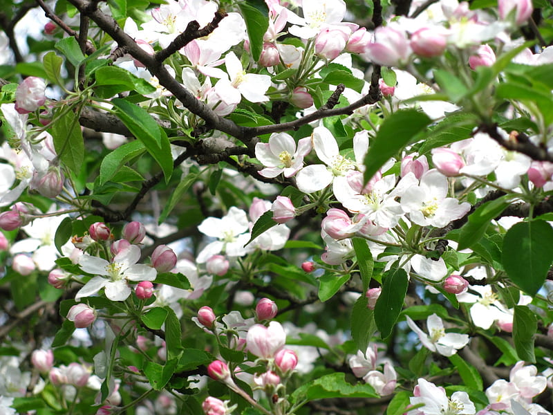 Apple tree in blossom, apple tree, flowers, spring, blossom, HD wallpaper