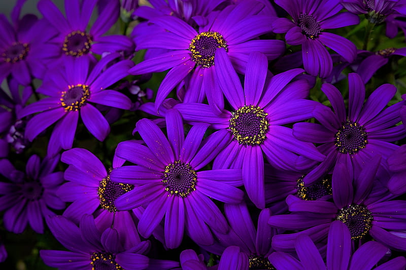 Chrysanthemum, Purple, Flowers, Floral, Bouquet, HD wallpaper | Peakpx