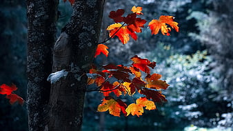 Lá đỏ rực rỡ, nổi bật giữa những tán cây xanh tươi, tạo nên một khung cảnh độc đáo và đầy màu sắc. Hãy chiêm ngưỡng bức ảnh này để cảm nhận đầy đủ vẻ đẹp mùa thu.
