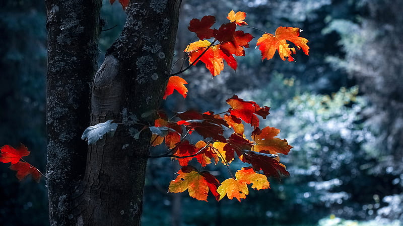 Closeup View Of Red Maple Leaves Tree Branches In Blur Background 4K HD  Nature Wallpapers, HD Wallpapers