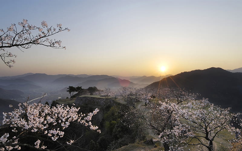 cherry blossom sunrise-spring Album, HD wallpaper
